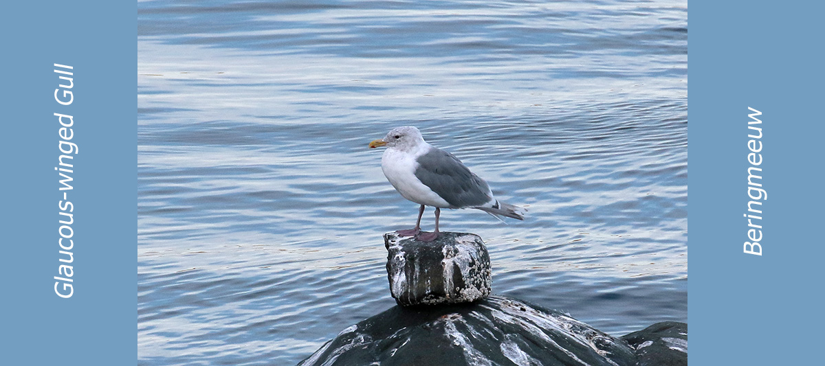 Glaucous-winged Gull